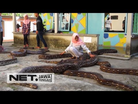 Rumah Warga Jadi Objek Wisata Gara-gara Ular Phyton, Wow - NET JATENG