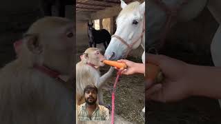 Raia Dhitton🐴🐒#funny #animals #trending #automobile #unfrez #horse #funny