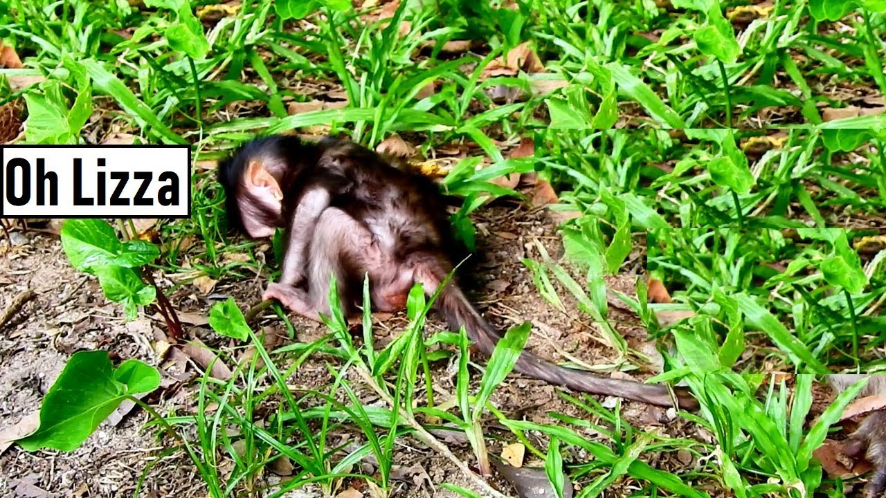 a little bit yummy Bless Lizza, Why Mom Lizzy Hits Lovely Baby Lizza/Lizza Asking Food A Little Bit