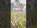 Assam gardens bud break starts 2025 session 🫣🫣🎊 #shorts #youtubeshorts #tea