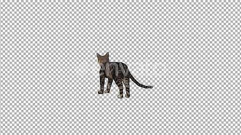 Cat Back View Idle | Motion Graphics - Envato elements