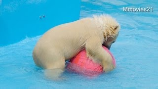 浮き玉に乗ってぷかぷか~Polar Bear cub got on the float ball