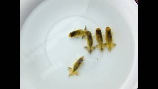 DSCF3194