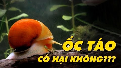 ỐC TÁO LÀ GÌ? CÓ HẠI KHÔNG? CÓ NÊN SỬ DỤNG? Nhật ký nuôi cá bảy màu #28