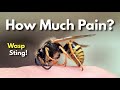 How dangerous is a wasp sting explained