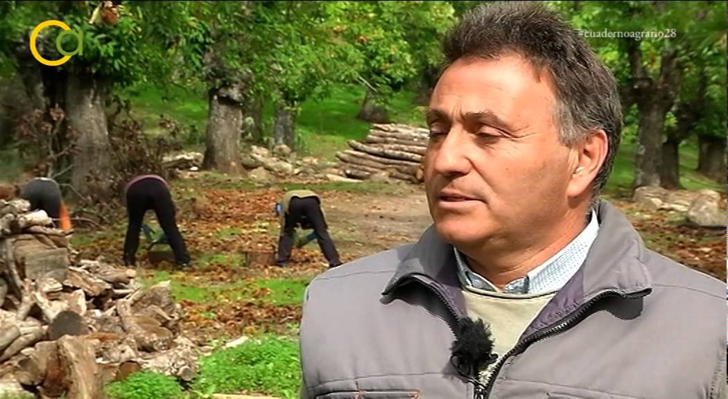 La recolección de la castaña de Huelva