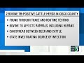 2 Bovine TB-positive cattle herds in Iosco County