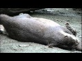 Heavy petting.Asian small clawed otter.コツメカワウソの濃厚なラブシーン?
