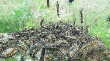 تحميل 毛虫 茶色 تحميل 毛虫 茶色