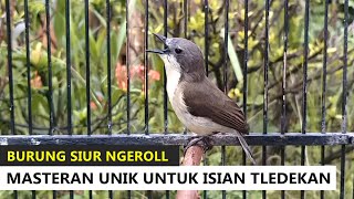 Suara Burung SULINGAN MINI (Remetuk Laut) GACOR NGEROLL MERDU‼️ Untuk Masteran Tledekan Gunung BAKAU