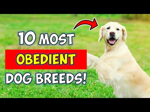 10 Most Obedient