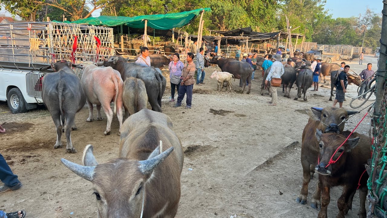 ตลาดนัดโค-กระบือทัพทัน จ.อุทัยธานี วันอังคารที่ 3 มีนาคม 2569