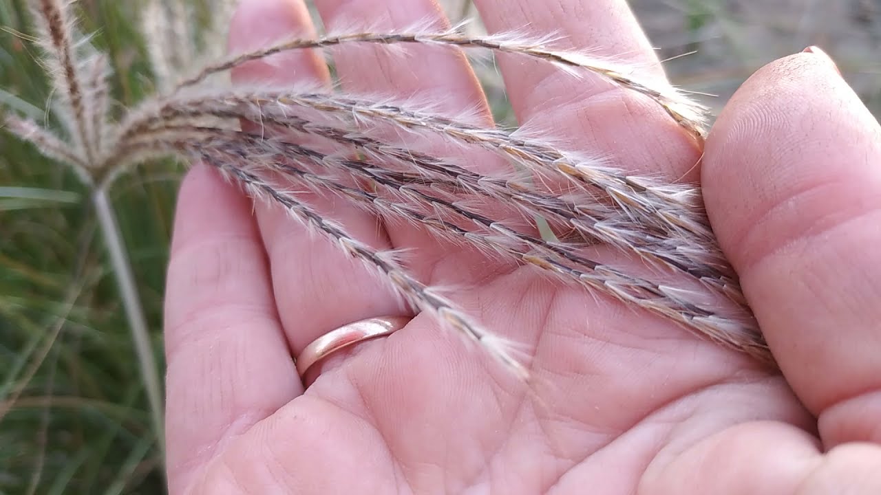 Порівнюю 3 сорта міскантуса - літл місс, Клейн Сільберспайн та пурпл фолл