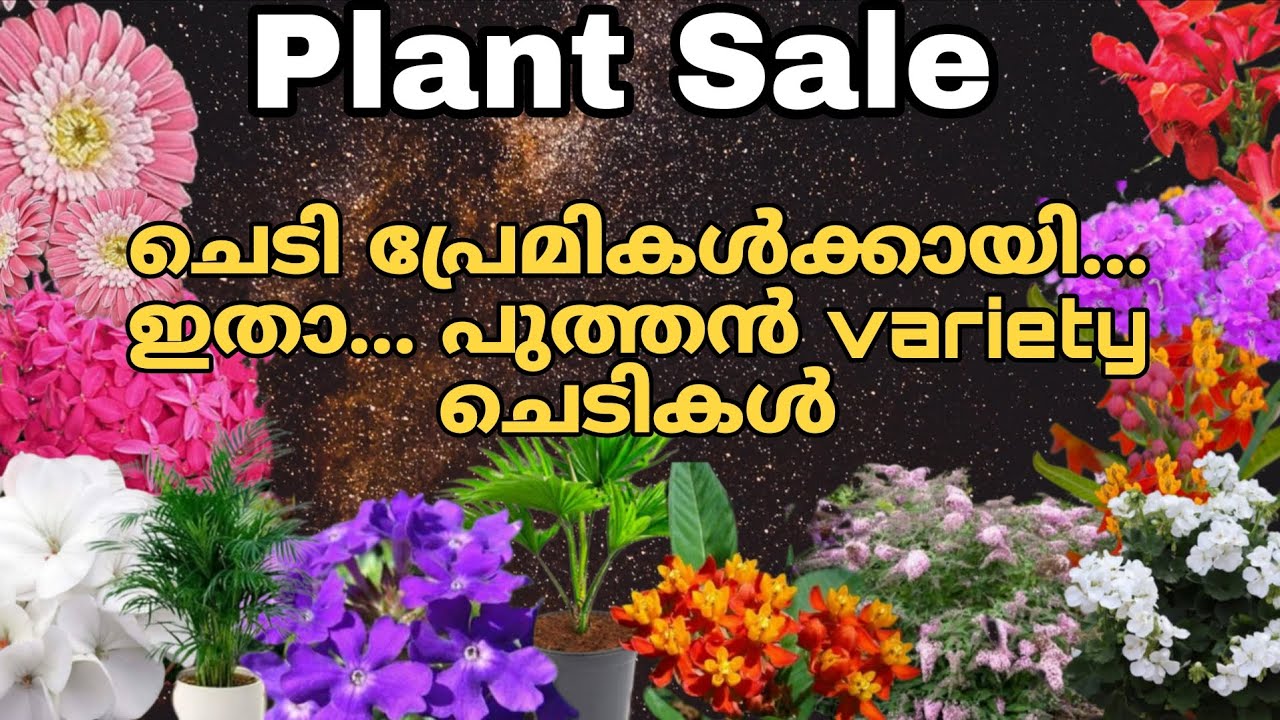 Plant sale. ഏവരും ഇഷ്ടപ്പെടുന്ന variety plants..കിടിലൻ പൂച്ചെടികൾ ഇലച്ചെടികൾ 9744014235