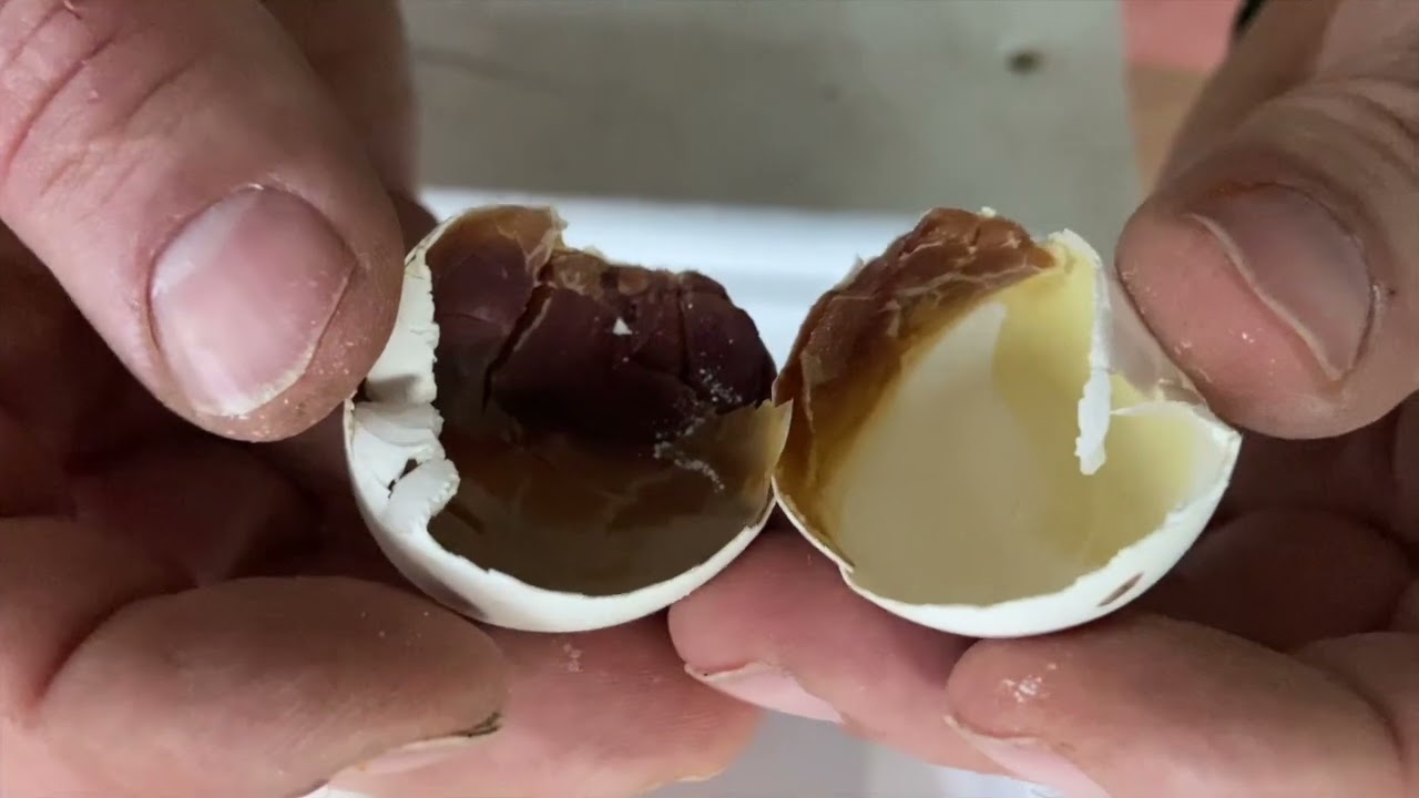 JAKO TAKIMI TEK SEFERDE KAÇ YUMURTA YAPAR ?