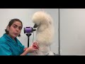 Step by step modified continental on a Standard Poodle