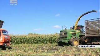 В Канском районе впервые собирают урожай кукурузы (Новости 13.09.16)