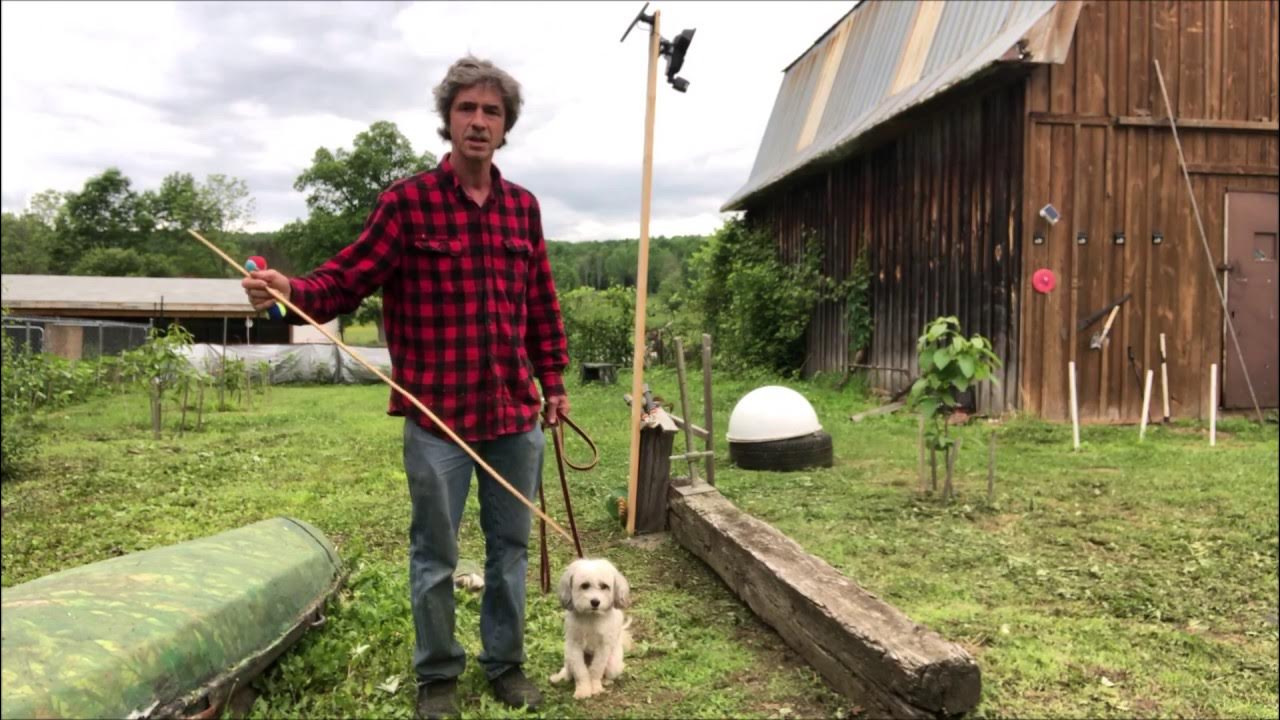 Training dog with heeling stick, Whoa, Hold, Drop & retrieve YouTube