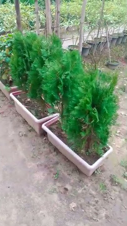 Arborvitae trees for sale in bulk