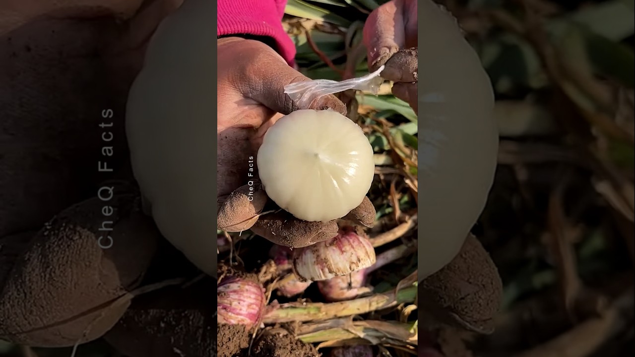 China's Unique Garlic: The World’s Sweetest and Most Exotic Variety 