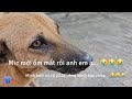 Con Mic theo mình 7 8 năm, bao nhiêu video, mới ốm mất rồi Anh Em ạ 😢