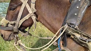 Мул в домашнем хозяйстве. 2 часть.