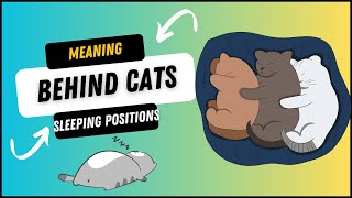 THIS IS What Your Cats Sleeping Position Reveals About Their Personality by Planet of The Cats 233 views 8 months ago 3 minutes, 3 seconds