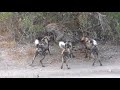 Simbambili Lodge - South Africa - 25 Sept 2017 - Wild Dogs fighting with Hyenas #3 - Rare Sighting