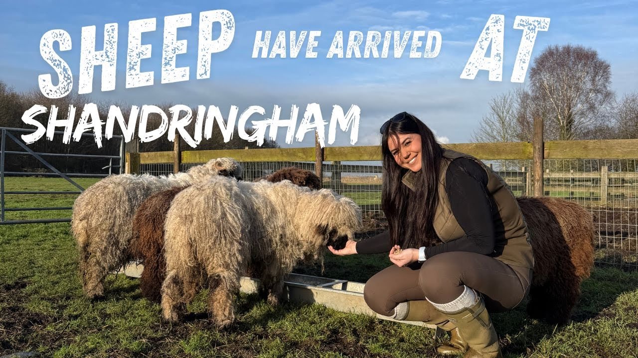 SHEEP! Have arrived at Shandringham Ep. 6 | 