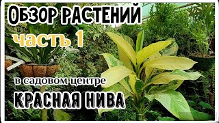 Тропический рай в Подмосковье. Обзор растений в садовом центре Красная Нива г. Долгопрудный