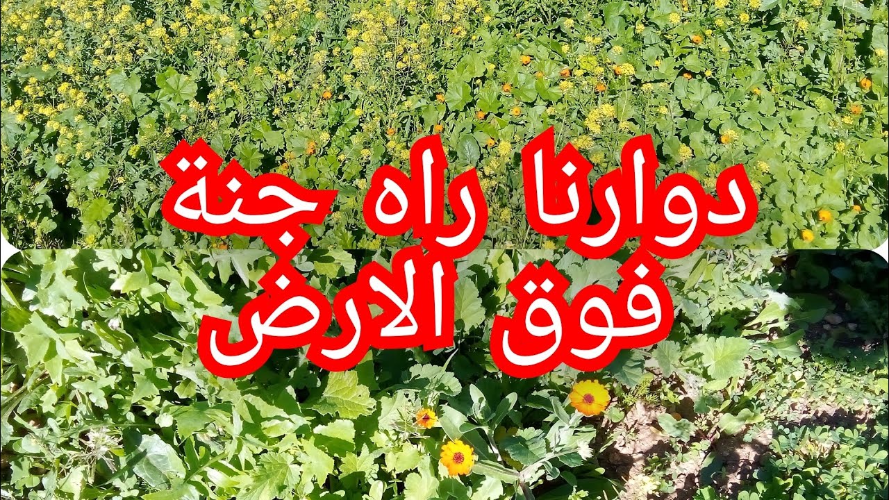 التشعبينة كملتها في دارنا 👍🌜نسيت تعبي كي رحت لدوارنا😘💯