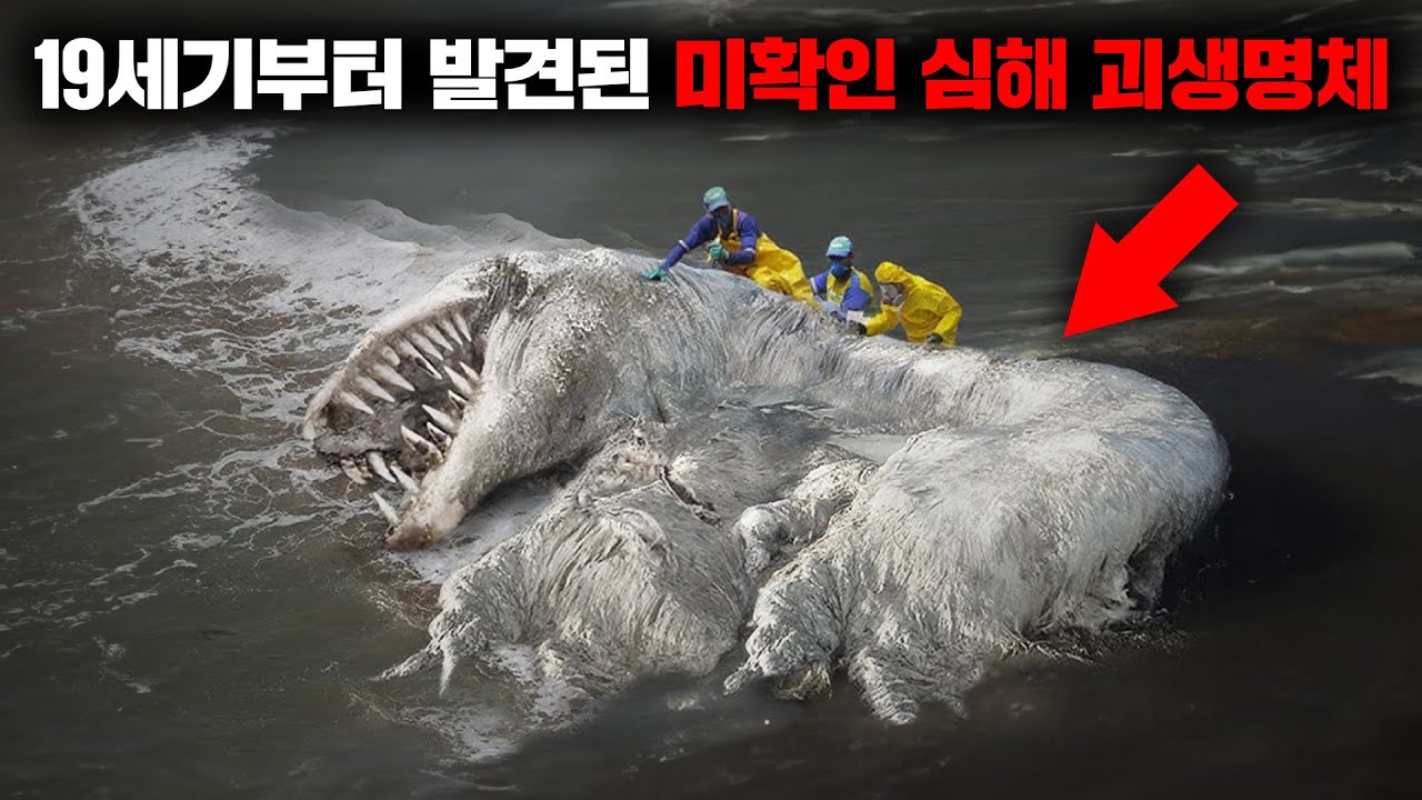 1896년부터 전세계 곳곳의 해안가에서 발견되기 시작한 정체불명의 심해 물고기 [미스터리]