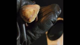 Western red bat quiet munching bat eating ASMR. SOUND UP! screenshot 4