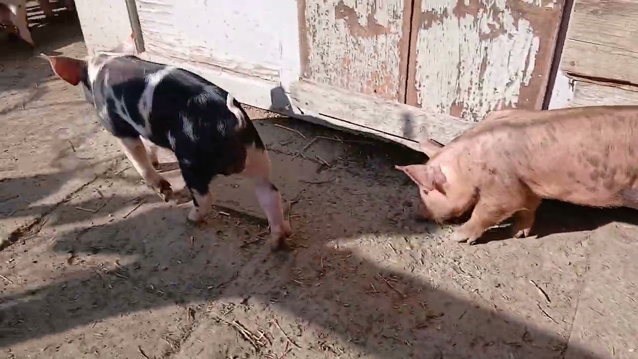 Tavaszi séta  Kertben a legjobbak