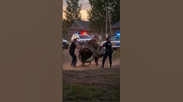 Officer Saving a Bison from Giant Python Attacks!