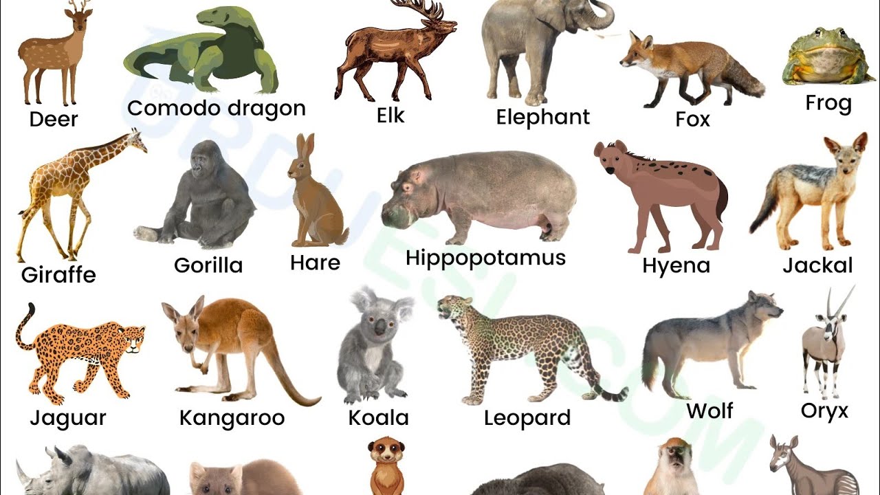 animals ke name/ jawar ke names/ जानवर के नाम - YouTube