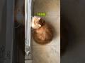 Imagine how it looks from the fly’s perspective. 🪰 #orangecatbehavior