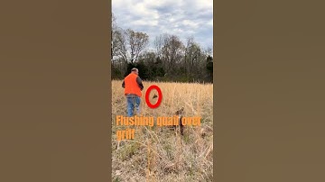 Quail flushing over wirehaired pointing griffon in Pope, Ms #wirehairedpointinggriffon