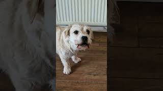 Deefa The Talking Dog. Find Out Why Hes Refusing Chicken