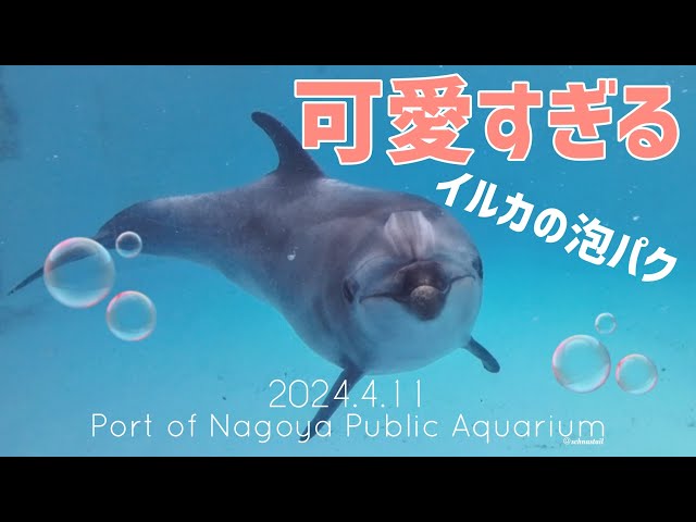 水族館　フォーク　イルカ イルカ】可愛いすぎるイルカの泡パク #名古屋港水族館 - YouTube
