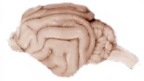 Computational and Systems Neuroscience | Wikipedia audio article