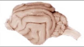 Computational and Systems Neuroscience | Wikipedia audio article