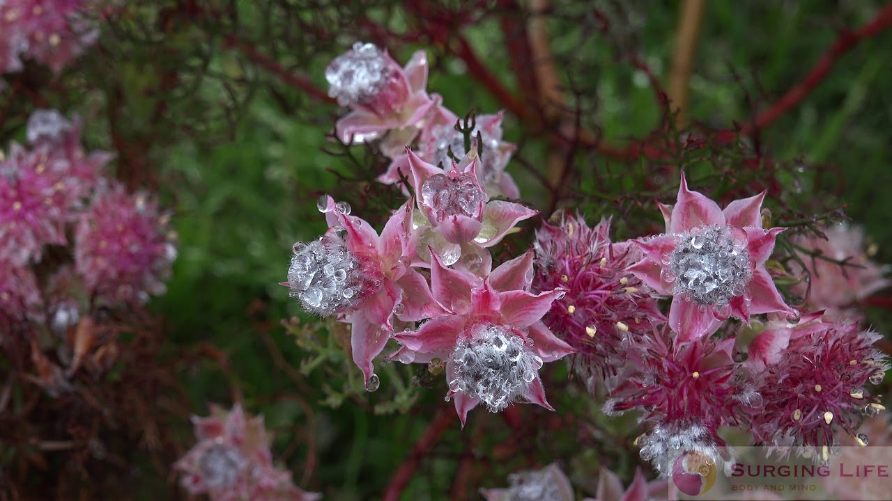 Return To Joy – Shumann Resonance And Solfeggio Music To Relax And Renew (Theta Entrainment)