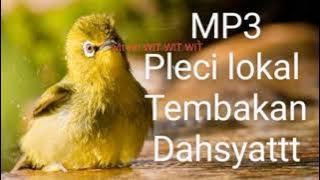 MP3 15 menit pleci lokal nembak , masteran pleci , pleci mania Indonesia.
