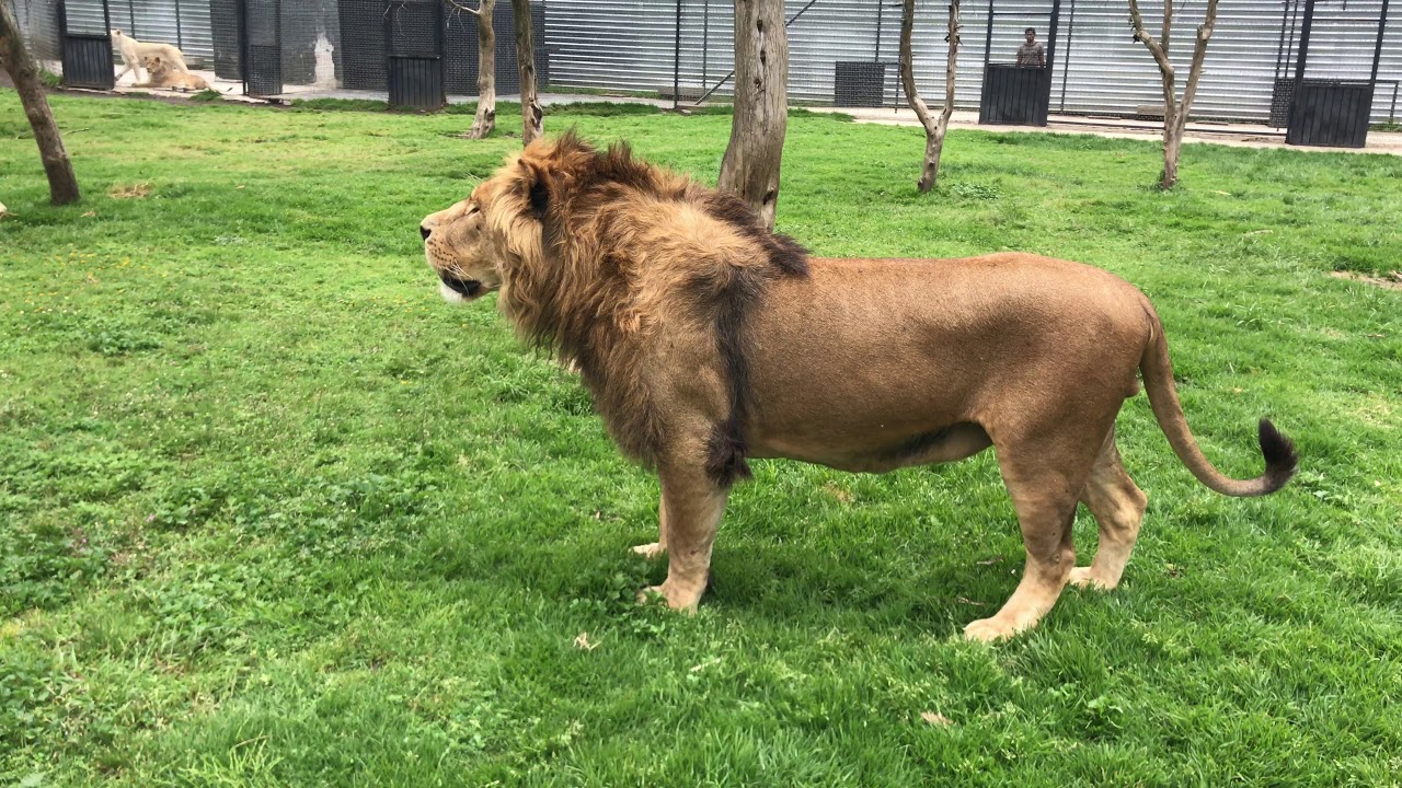 Second Time That I Upload This, The First Time It Was Not In HD