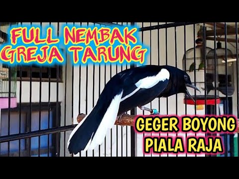 KACER GACOR FULL NEMBAK ISIAN MEWAH ,GEREJA TARUNG TENGKEK🔥🔥🌶🌶🌶 #kacer #kacergacor #kacerisian