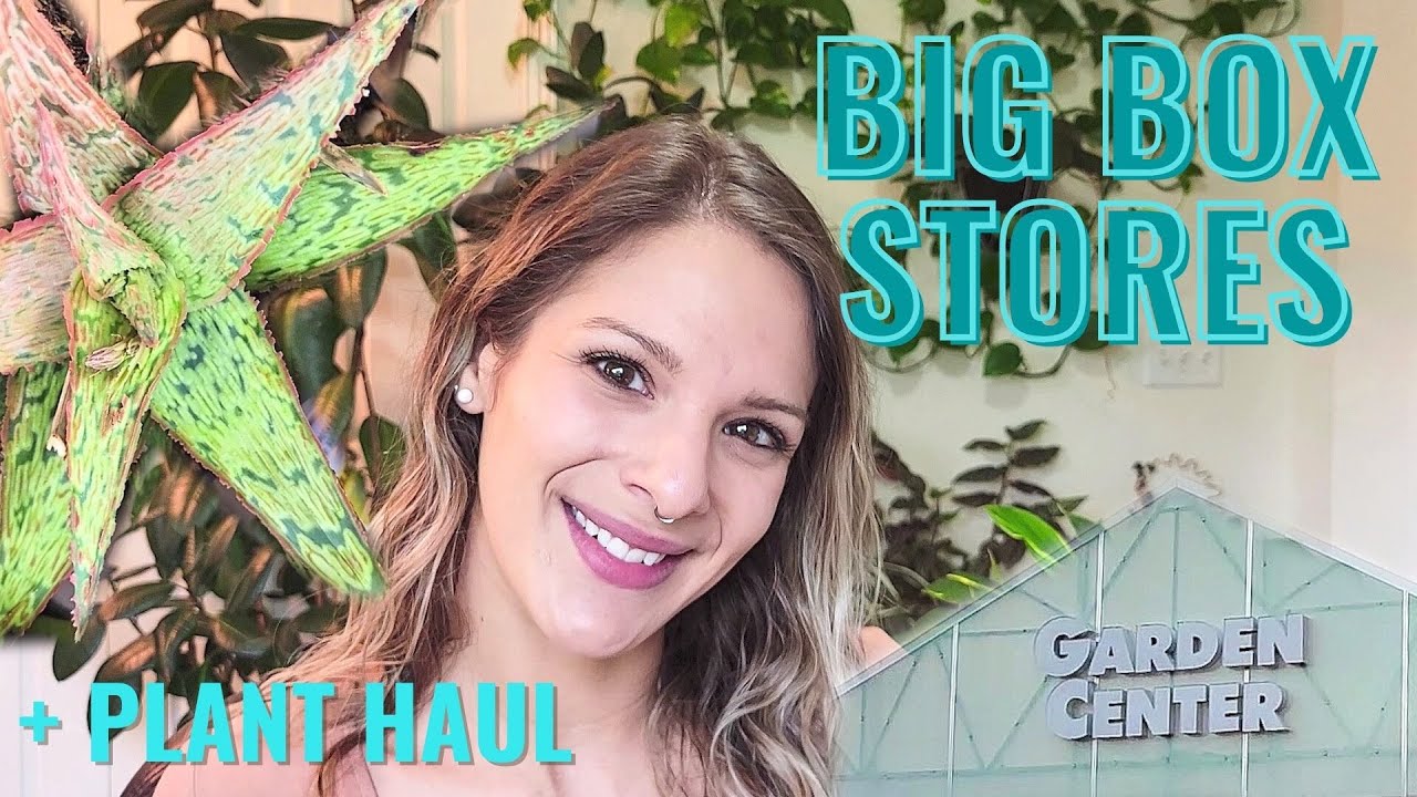 Big Box Store Plant Shop | Houseplant Shopping + Mini Plant Haul
