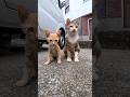 車の下にいた子猫を撮っていたら母猫がやってきてその後お婆ちゃん猫もやってきた