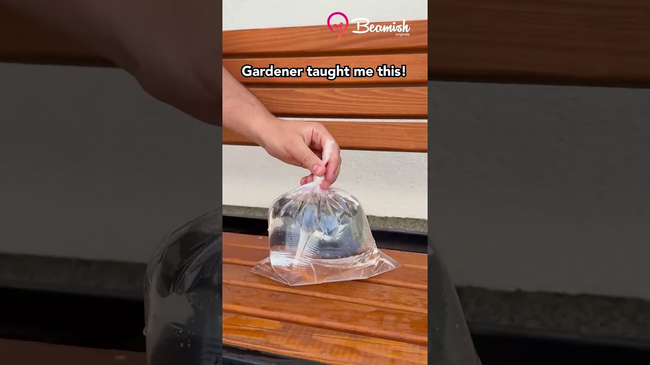 Plastic bag plant watering trick 🌱