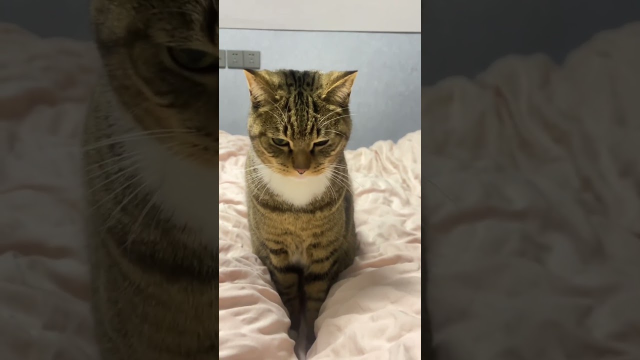 POV: Your Cat is Judging You... 😼😂